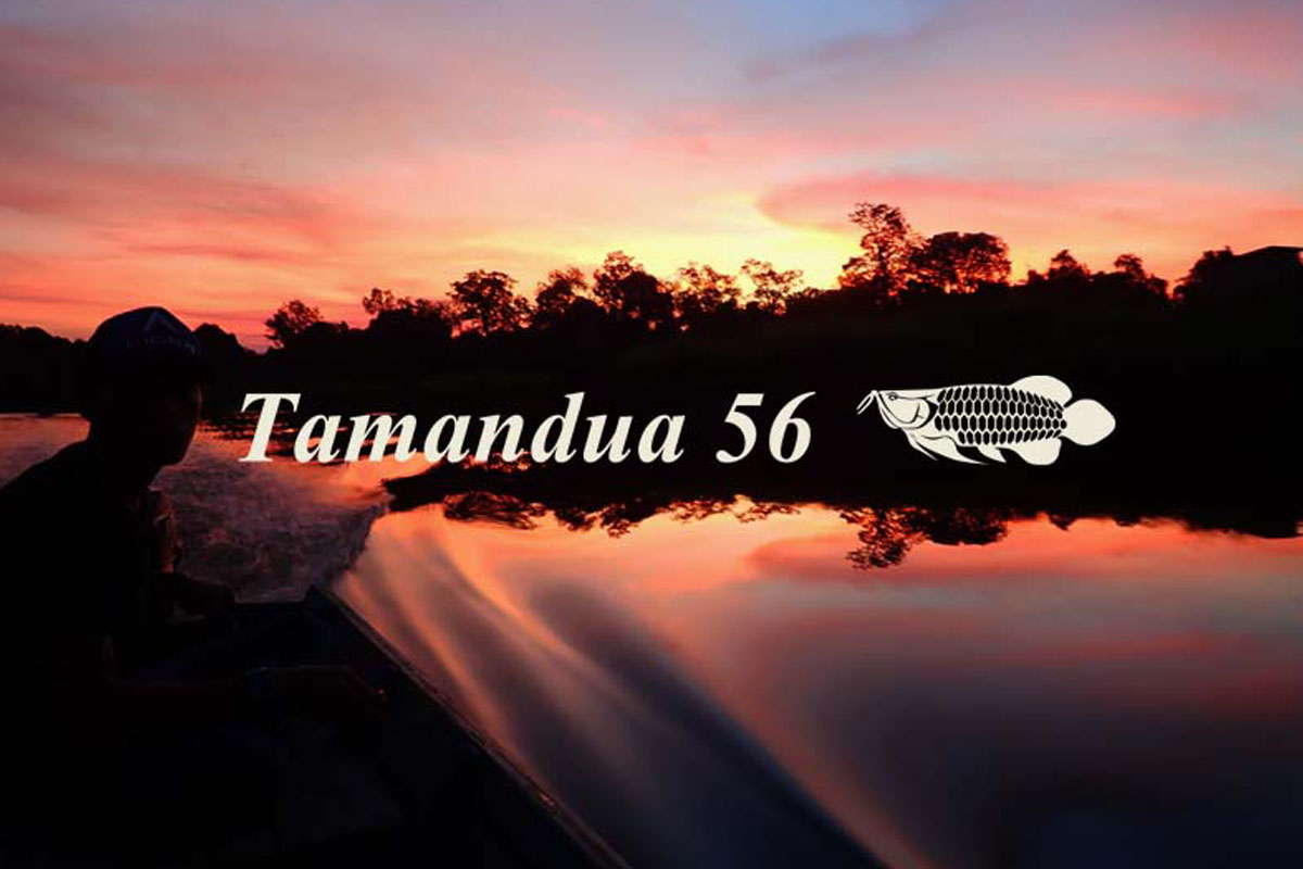 TAMANDUA 56